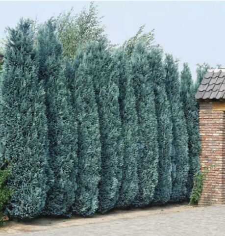 Losona paciprese 'Columnaris'